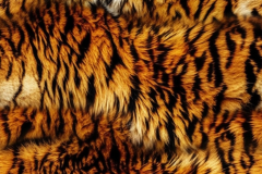 kris96_Photographic_quality_tiger_fur_pattern_tiled_photographi_a_2_19daf09-cf7c-4536-a319-909b2716bcb2